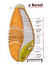 KERNEL WHEAT