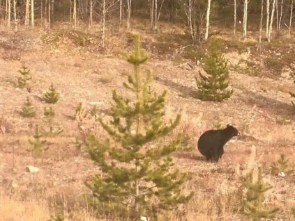 bear-shitting-in-woods
