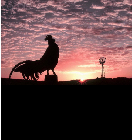 cock-a-doodle-do-morning-sun