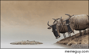 log-or-alligator-145822